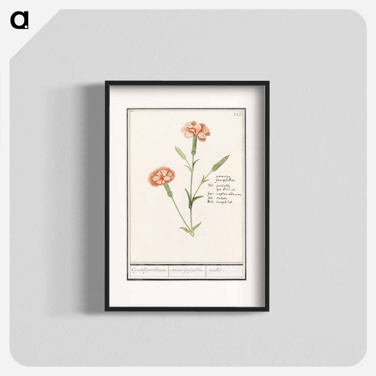 Carnation, Dianthus - アンセルムス ボエティウス デ ブート Poster.
