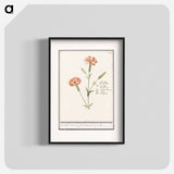 Carnation, Dianthus - アンセルムス ボエティウス デ ブート Poster.