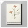 3-15_Anselmus-Boetius-de-Boodt_canvas