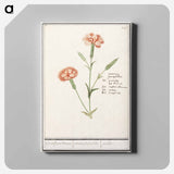 Carnation, Dianthus - アンセルムス ボエティウス デ ブート Canvas.