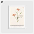アートポストカード-Carnation, Dianthus - アンセルムス ボエティウス デ ブート Postcard.