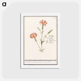 アートポストカード-Carnation, Dianthus - アンセルムス ボエティウス デ ブート Postcard.