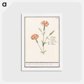 アートポストカード-Carnation, Dianthus - アンセルムス ボエティウス デ ブート Postcard.