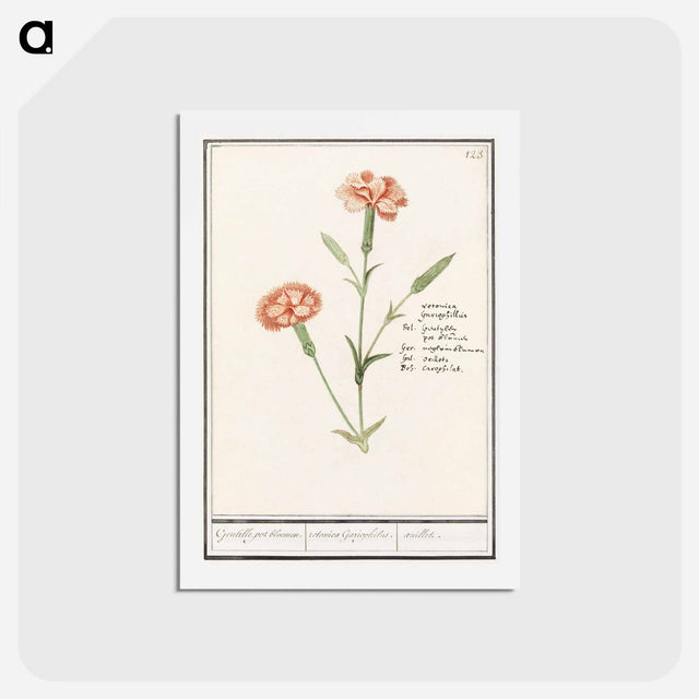 アートポストカード-Carnation, Dianthus - アンセルムス ボエティウス デ ブート Postcard.