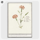 3-15_Anselmus-Boetius-de-Boodt_picture-crop