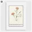 3-15_Anselmus-Boetius-de-Boodt_picture
