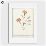 3-15_Anselmus-Boetius-de-Boodt_picture