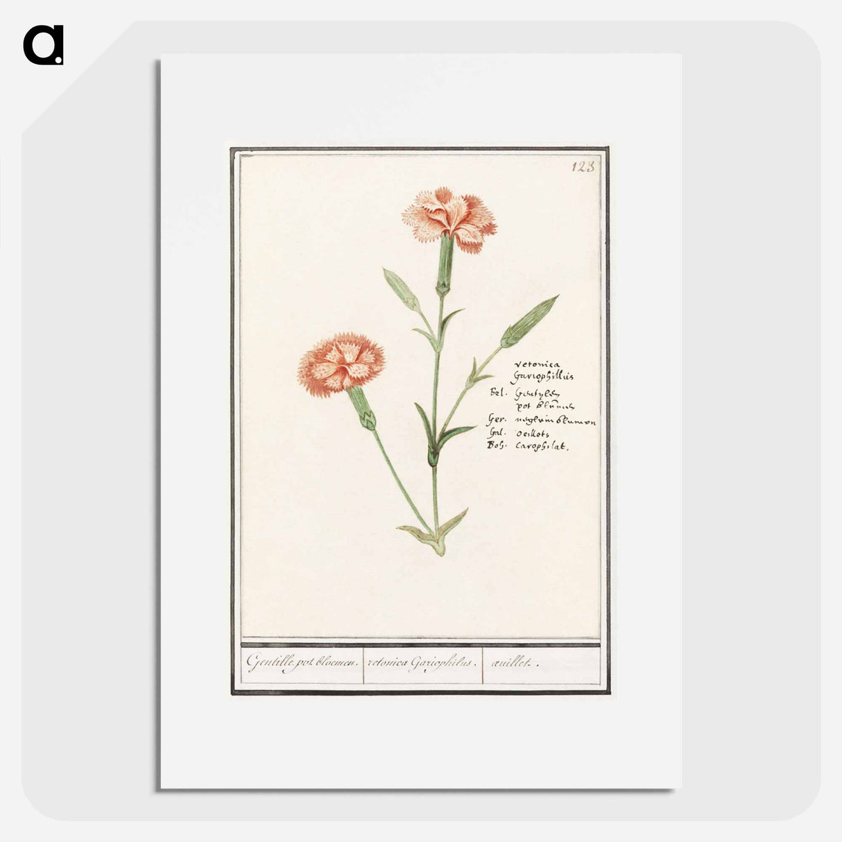 Carnation, Dianthus - アンセルムス ボエティウス デ ブート Poster.