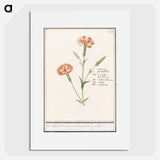 Carnation, Dianthus - アンセルムス ボエティウス デ ブート Poster.