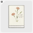 3-15_Anselmus-Boetius-de-Boodt_postcard