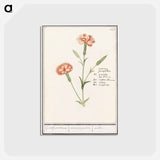 アートポストカード-Carnation, Dianthus - アンセルムス ボエティウス デ ブート Postcard.