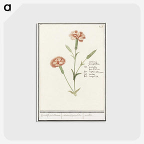 3-15_Anselmus-Boetius-de-Boodt_postcard