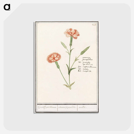 アートポストカード-Carnation, Dianthus - アンセルムス ボエティウス デ ブート Postcard.
