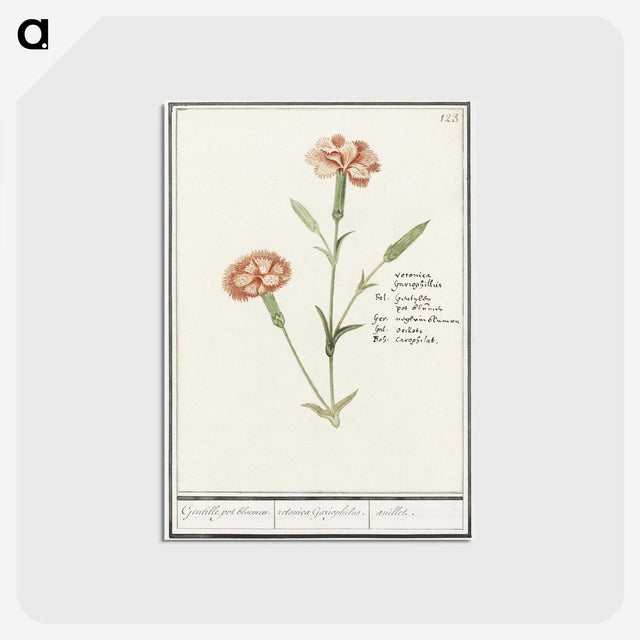 3-15_Anselmus-Boetius-de-Boodt_postcard