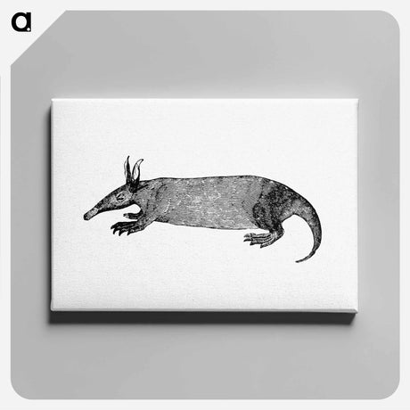 アートパネル-Anteater from Travels and Adventures in Southern Africa
 - 大英図書館 Canvas.