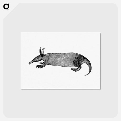 アートポストカード-Anteater from Travels and Adventures in Southern Africa
 - 大英図書館 Postcard.