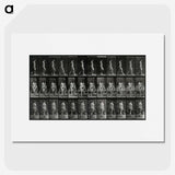3-15_Eadweard-Muybridge_picture