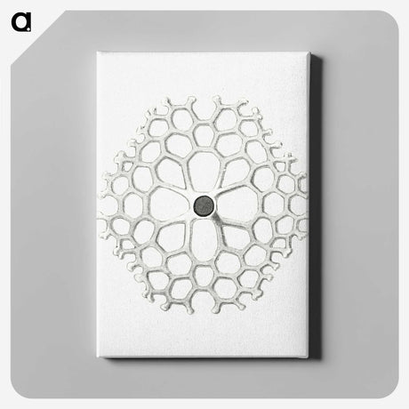 3-15_Ernst-Haeckel_canvas
