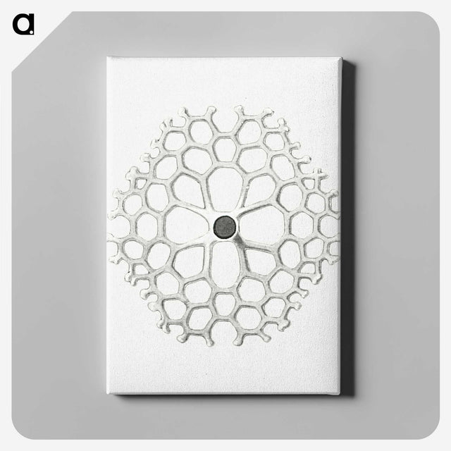 3-15_Ernst-Haeckel_canvas