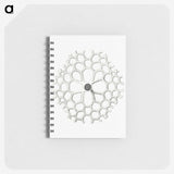 3-15_Ernst-Haeckel_memo