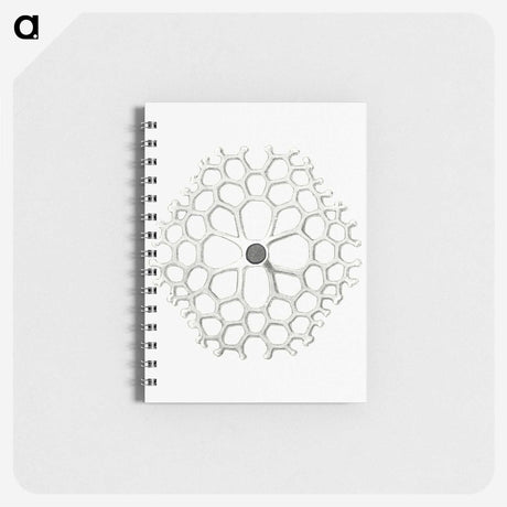 3-15_Ernst-Haeckel_memo