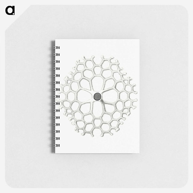 3-15_Ernst-Haeckel_memo