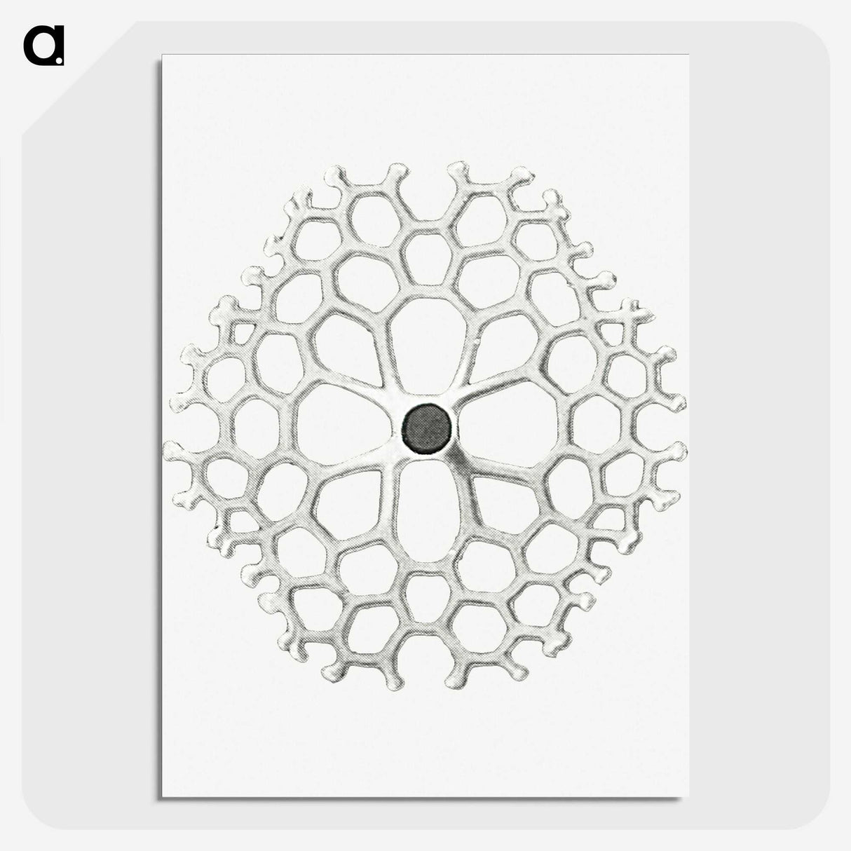 3-15_Ernst-Haeckel_picture-crop