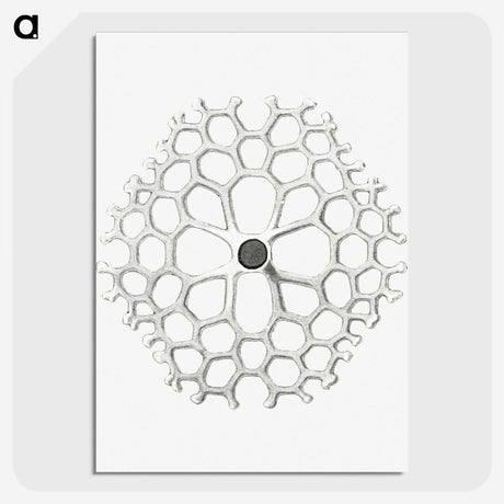 3-15_Ernst-Haeckel_picture-crop