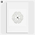 3-15_Ernst-Haeckel_picture