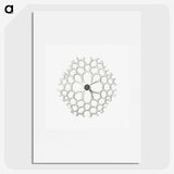 3-15_Ernst-Haeckel_picture