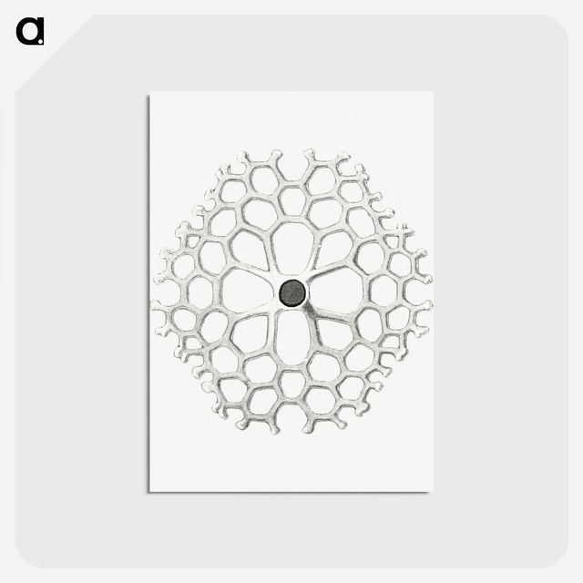 3-15_Ernst-Haeckel_postcard