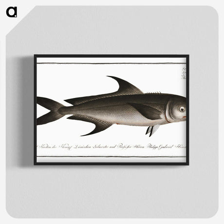 3-15_Ichtyologie-ou-Histoire-naturelle_blk-crop