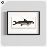 3-15_Ichtyologie-ou-Histoire-naturelle_blk