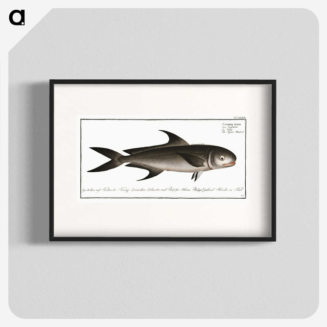 3-15_Ichtyologie-ou-Histoire-naturelle_blk