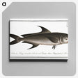 3-15_Ichtyologie-ou-Histoire-naturelle_canvas