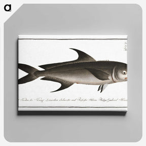 3-15_Ichtyologie-ou-Histoire-naturelle_canvas