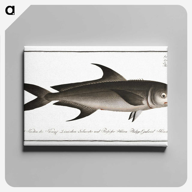 3-15_Ichtyologie-ou-Histoire-naturelle_canvas
