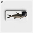 3-15_Ichtyologie-ou-Histoire-naturelle_phone