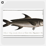 3-15_Ichtyologie-ou-Histoire-naturelle_picture-crop
