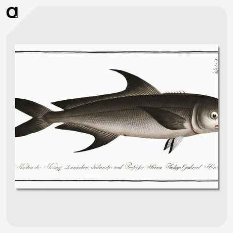 3-15_Ichtyologie-ou-Histoire-naturelle_picture-crop