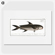 3-15_Ichtyologie-ou-Histoire-naturelle_picture