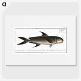 3-15_Ichtyologie-ou-Histoire-naturelle_picture
