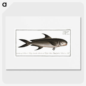 3-15_Ichtyologie-ou-Histoire-naturelle_picture
