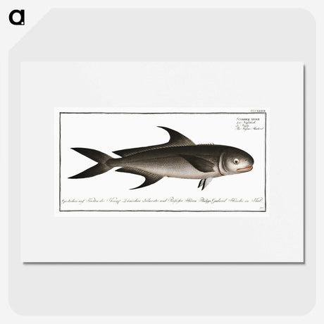3-15_Ichtyologie-ou-Histoire-naturelle_picture