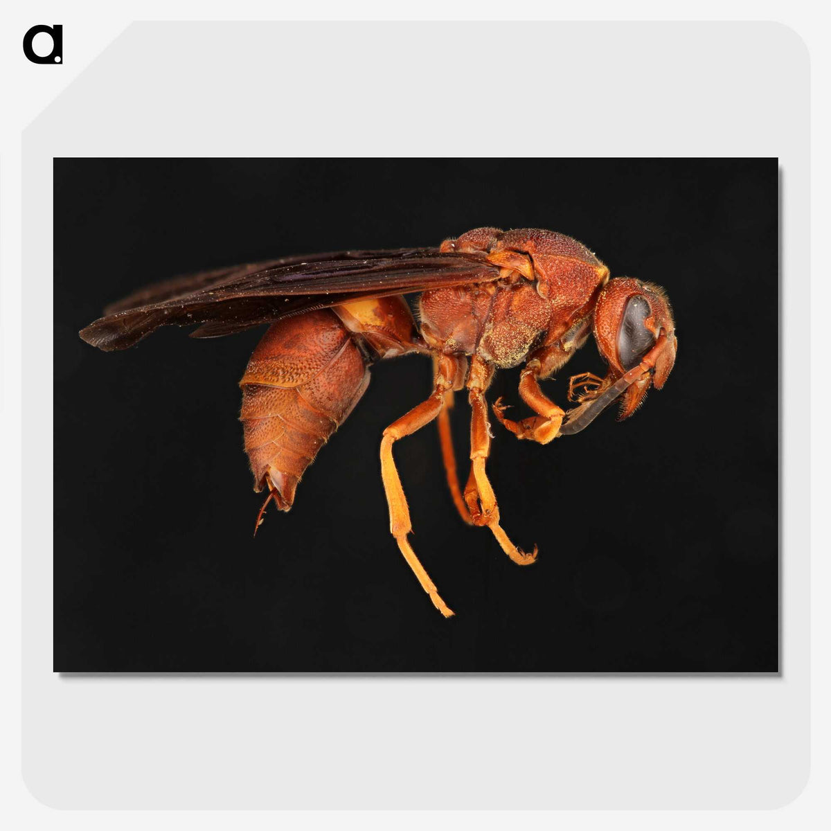 3-15_Insects-Unlocked-Project_picture-crop