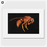 3-15_Insects-Unlocked-Project_picture