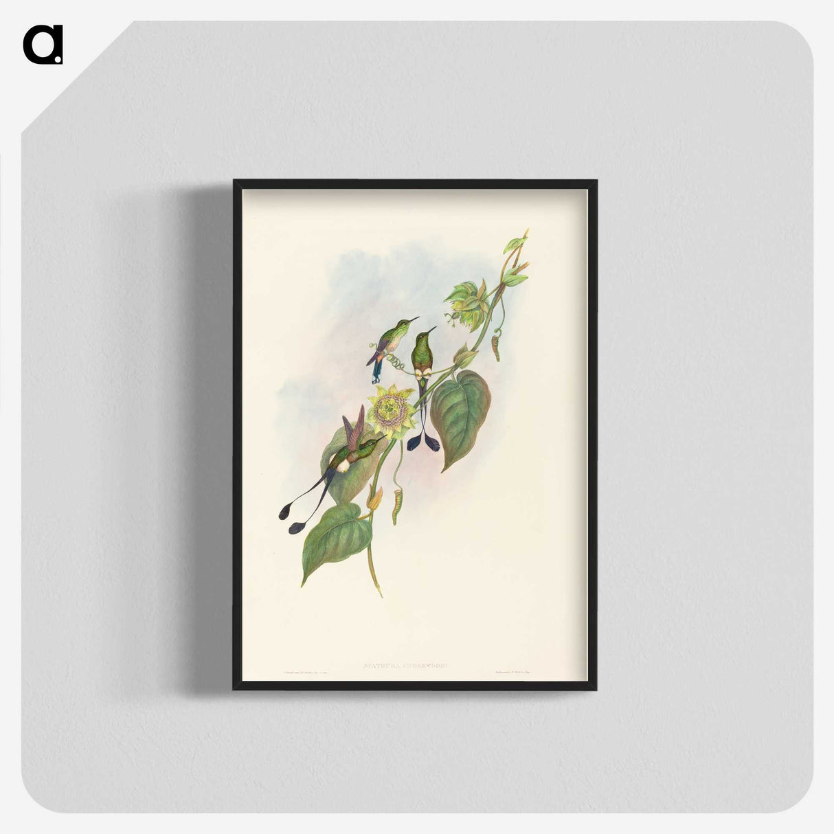3-15_John-Gould_blk-crop