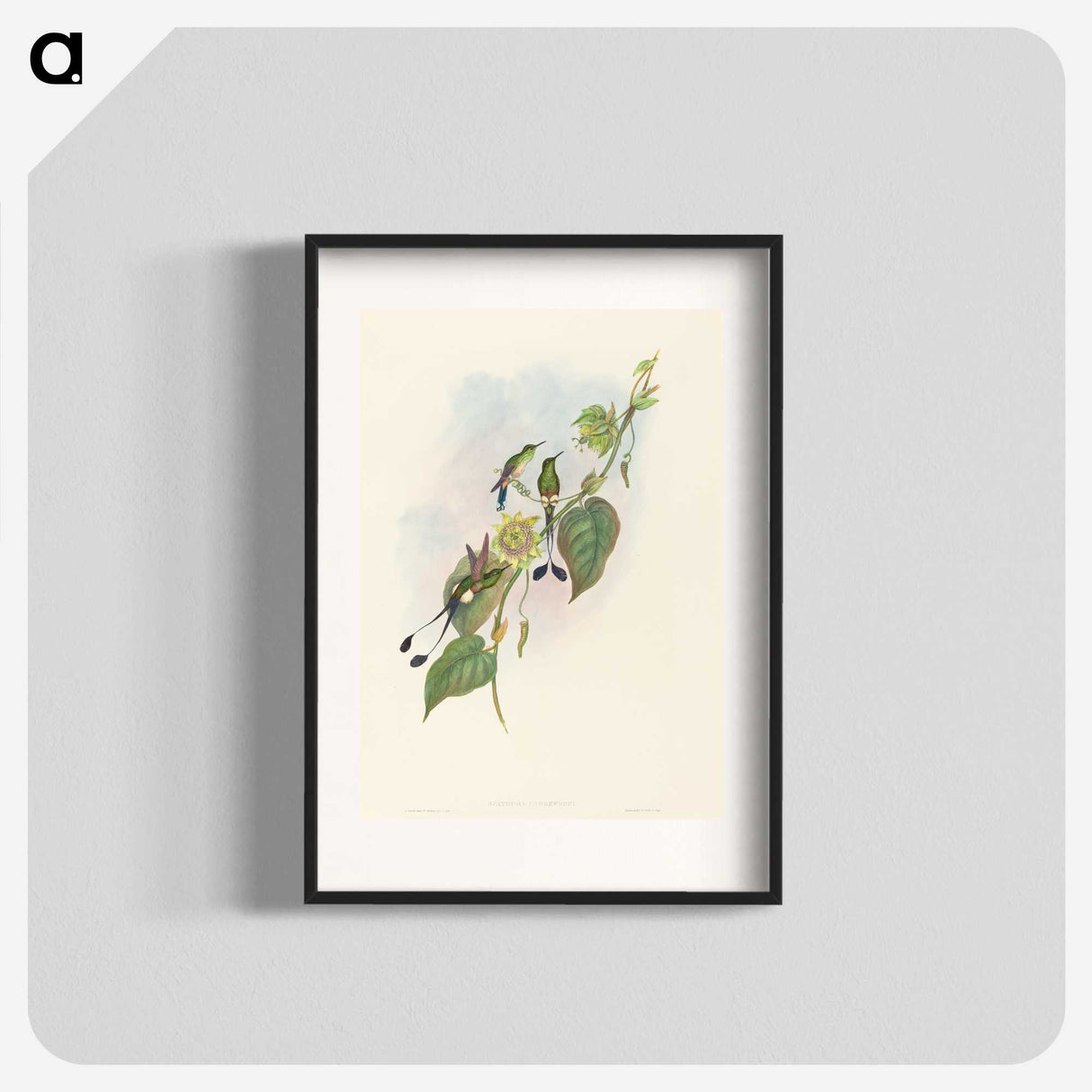 3-15_John-Gould_blk