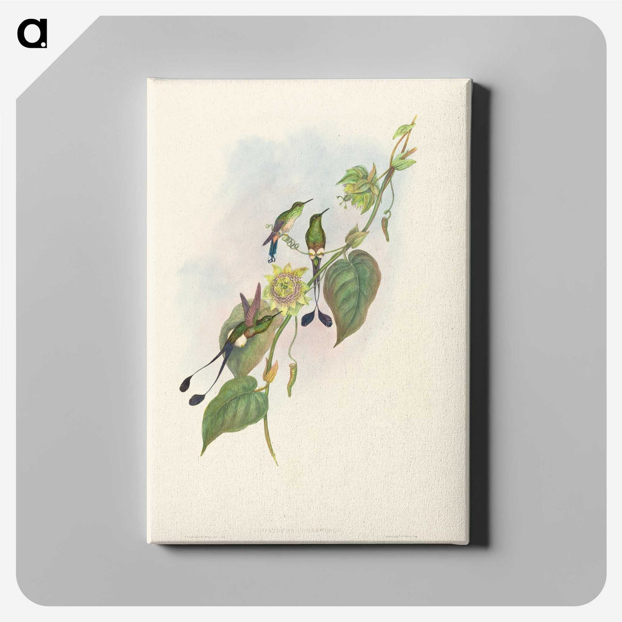 3-15_John-Gould_canvas