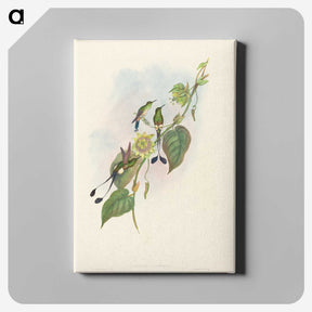 3-15_John-Gould_canvas